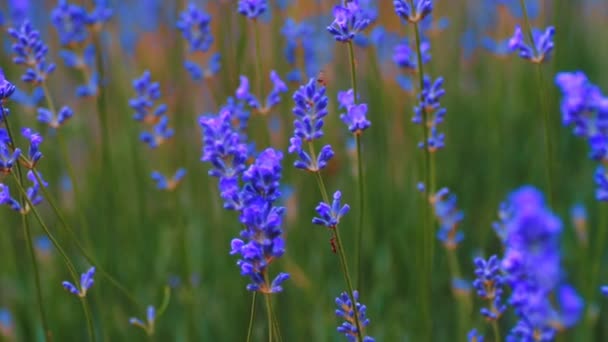 Lavendel Växande Lavendelblomma Närbild Fält Lavendel — Stockvideo