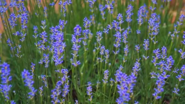 . Fleur de lavande en croissance 