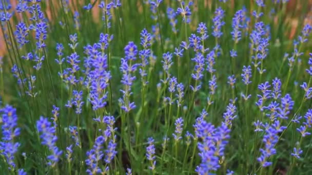 . Cultivo de flor de lavanda — Vídeo de stock