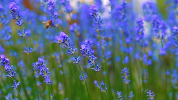 Honey been on lavender — Stock Video