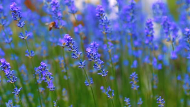 La miel ha estado en lavanda — Vídeos de Stock