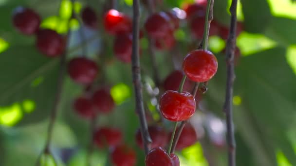 Red sour cherry tree branch. — Stock Video