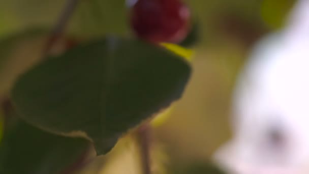 Red sour cherry tree branch. — Stock Video