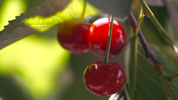Red sour cherry tree branch. — Stock Video