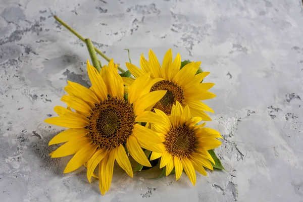 Girasol sobre fondo —  Fotos de Stock