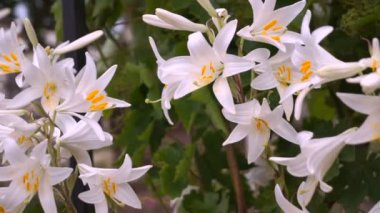 Beyaz zambak çiçek tomurcukları (Lilium Samur) çiçek açmış. Yakın, makro.