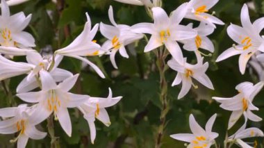 Beyaz zambak çiçek tomurcukları (Lilium Samur) çiçek açmış. Yakın, makro.