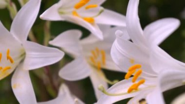 Beyaz zambak çiçek tomurcukları (Lilium Samur) çiçek açmış. Yakın, makro.