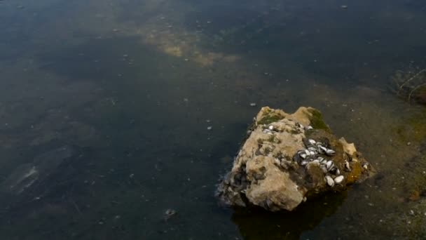 Paisaje Verano Con Río Río Dniéster Moldavia — Vídeos de Stock