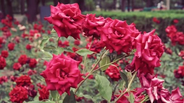 Detta Vacker Naturlig Video Rose Blommor Trädgården — Stockvideo