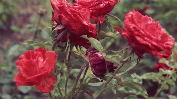 これは ガーデンでバラの花の美しい自然の映像をします — ストック動画