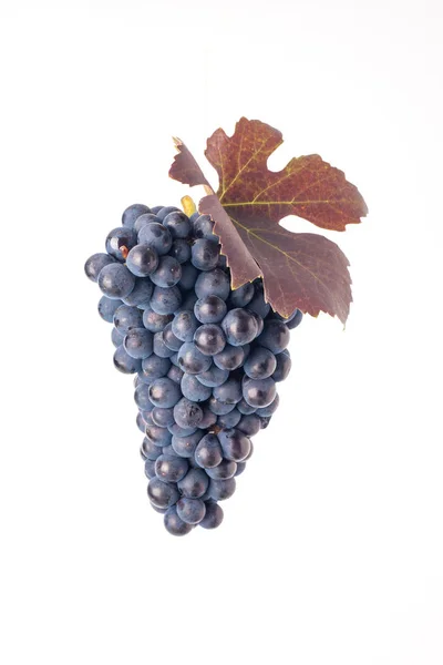 Виноград Ізольований Білому Тлі Натуральна Їжа — стокове фото