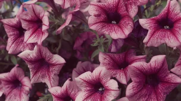 Närbild Några Vackra Rosa Hängande Petunia Blommor — Stockvideo