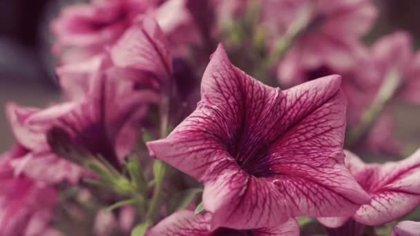 Primo Piano Alcuni Bellissimi Fiori Petunia Appesi Rosa — Video Stock