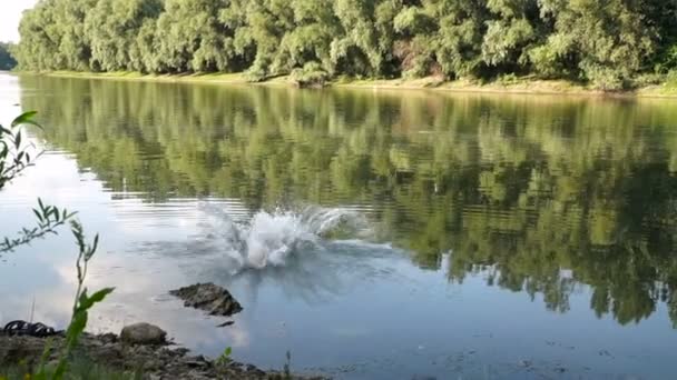 Mann Schwimmt Fluss Hinauf Zwischen Steinigen Ufern — Stockvideo