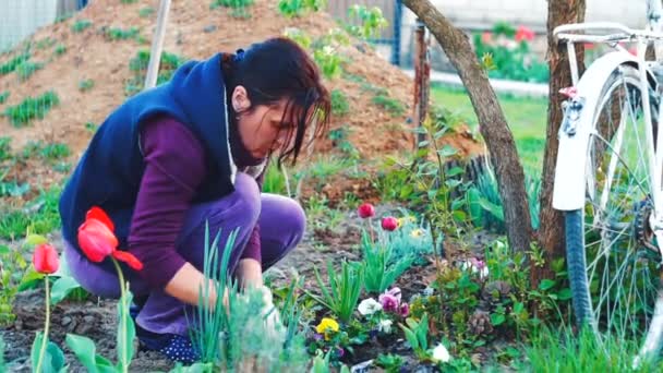 Tiro Cerca Una Mujer Plantando Flujos Jardín — Vídeos de Stock