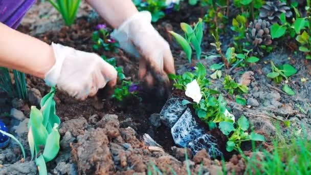 Close Shot Woman Planting Flowes Her Garden — Stock Video