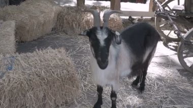 komik Keçi çiftliğinde