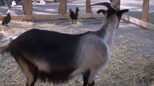 Chèvre drôle dans la ferme 