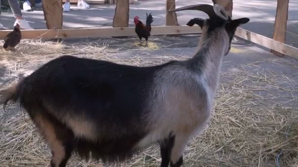 Cabra Engraçada Fazenda — Vídeo de Stock