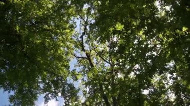 Parlak Güneş renkli düşen ağaçların arasından geçiyor. Yukarıya geniş açı görüşü. Arkaplan