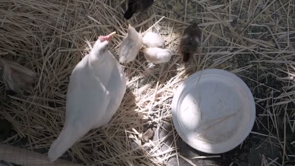 Chickens Chicken House — Stock Video