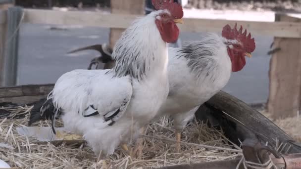 Three Domestic Chickens Feeding Farm — Stock Video