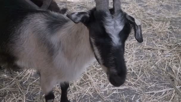 Cabra Engraçada Fazenda — Vídeo de Stock