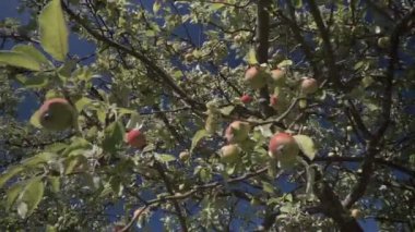 Sarı ve yeşil elma ağacı üzerinde. Bir çiftlik Bahçe meyve bahçesi taze meyve.