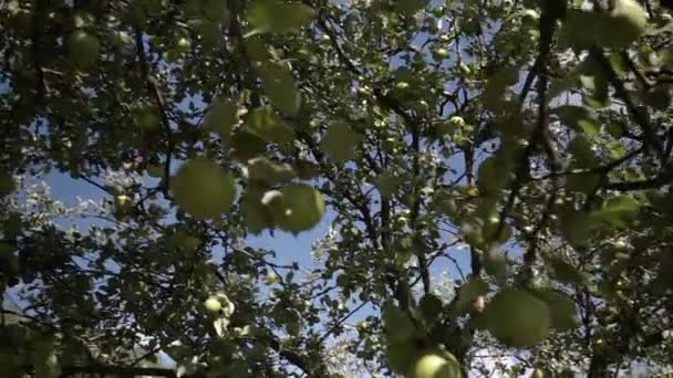 Manzanas Amarillas Verdes Árbol Fruta Fresca Huerto Granja — Vídeos de Stock