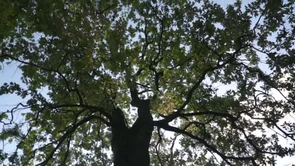カラフルな秋の木々を通して明るい太陽 上までの広い角度のビュー — ストック動画