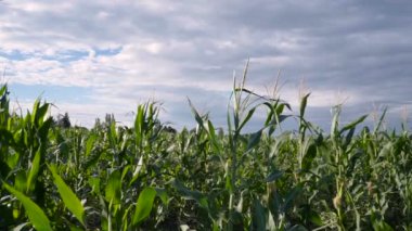 Güneşli bir günde rüzgarda canlı Mısır alan.