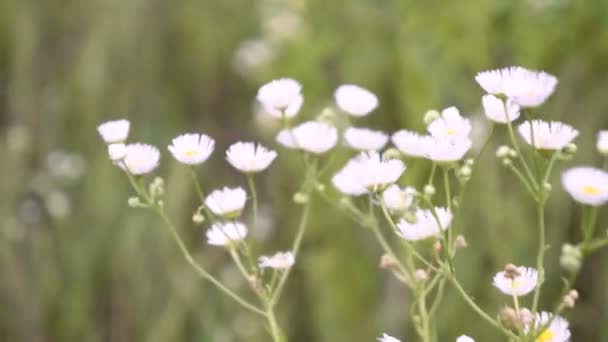 草と花の背景をぼかし風に左右の小穂 — ストック動画