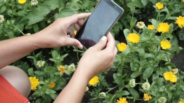 Γυναίκα Λήψη Φωτογραφιών Smartfone Κίτρινο Λουλούδια Στον Κήπο — Αρχείο Βίντεο