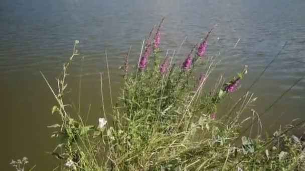 Lago Una Vista Del Monasterio Thiganeshty Moldavia — Vídeo de stock