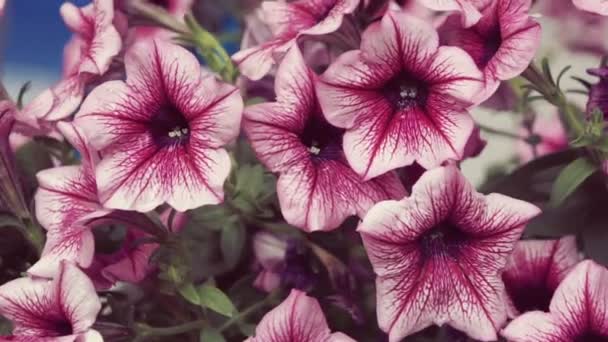Закрыть Красивые Розовые Висящие Цветки Петунии — стоковое видео