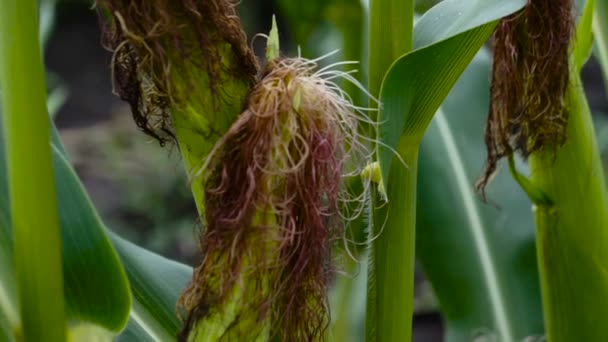 Primer Plano Maíz Campo Día Soleado — Vídeos de Stock