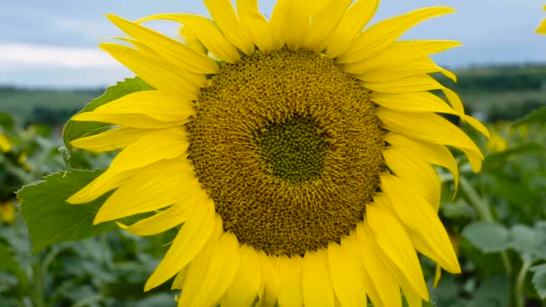 Gebied Van Sunflower Sunflower Close — Stockvideo