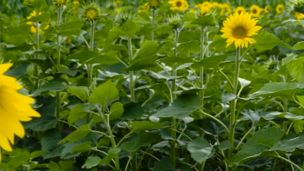 Słoneczniki Polu Żółte Kwiaty — Wideo stockowe