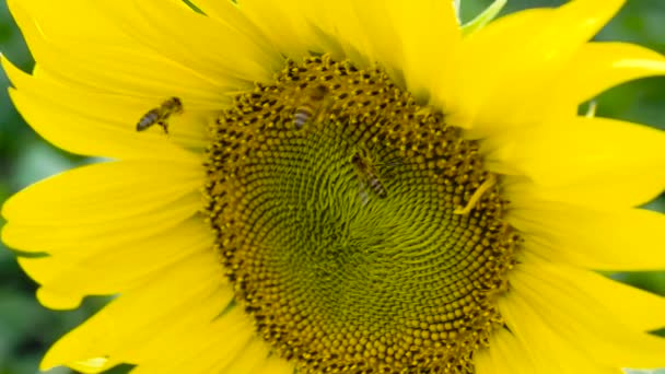Macro Bee Gathering Pollen Sunflower Field — Stock Video