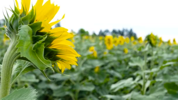 Girassóis Campo Flores Amarelas — Vídeo de Stock