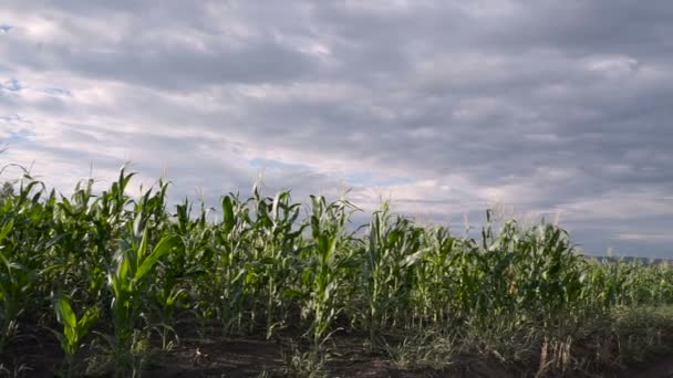 Яркое Кукурузное Поле Дующее Ветер Солнечный День — стоковое видео