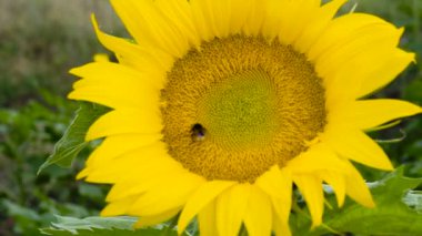 Arı makrosu tarlada ayçiçeğinden polen topluyor