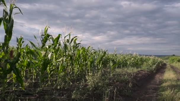 Polu Kukurydzy Wibrujący Wiejący Wiatr Słoneczny Dzień — Wideo stockowe