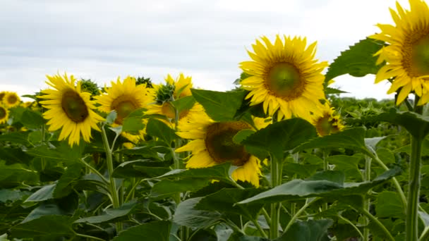 Feld Aus Sonnenblumen Sonnenblumen Nahaufnahme — Stockvideo