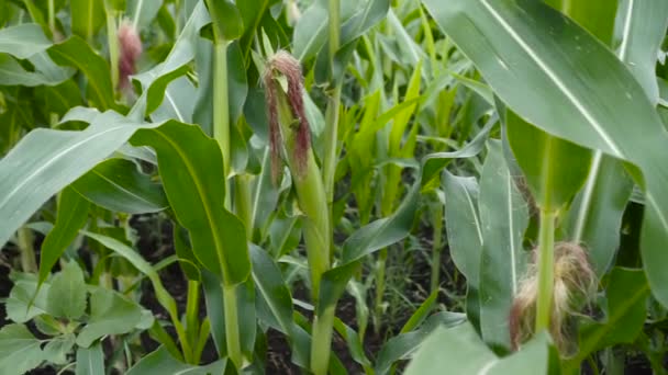 Großaufnahme Von Mais Auf Dem Feld Einem Sonnigen Tag — Stockvideo