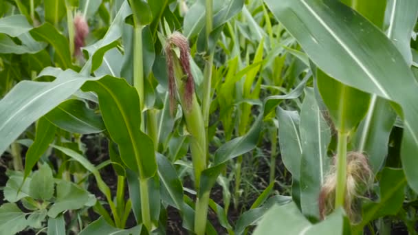 Primer Plano Maíz Campo Día Soleado — Vídeo de stock