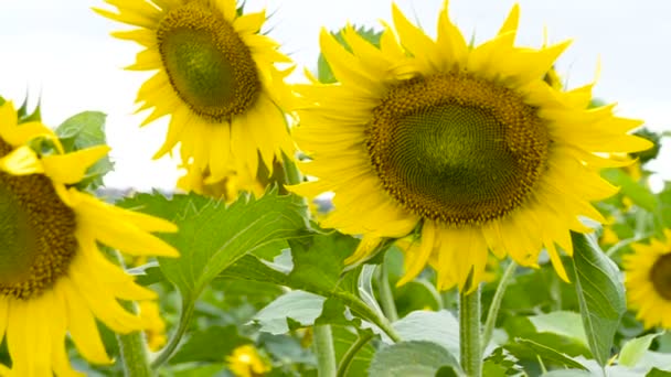 Champ Tournesol Gros Plan Tournesol — Video