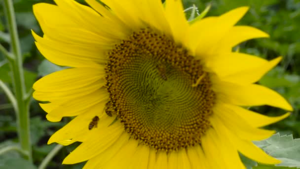 Macro Abeja Recolectando Polen Girasol Campo — Vídeo de stock