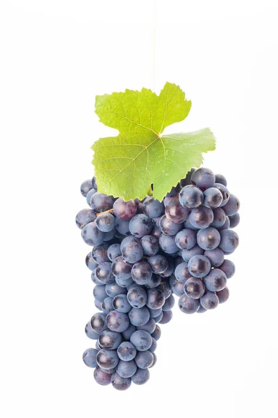 Grapes Isolated White Background Natural Food Stock Photo